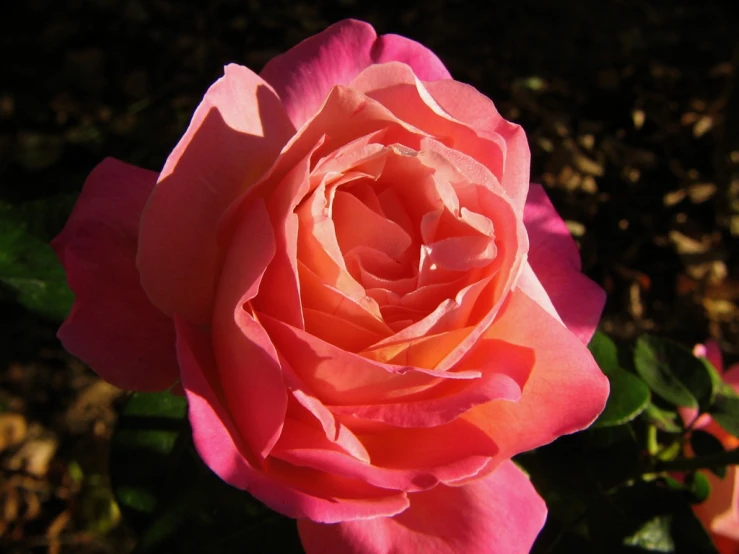 a pink rose is blooming near some leaves