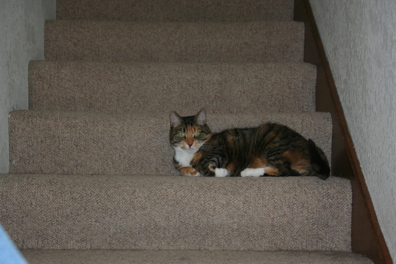 cat resting in the stairs of a set of stairs