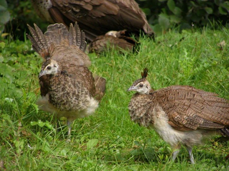 two birds standing on top of grass covered ground