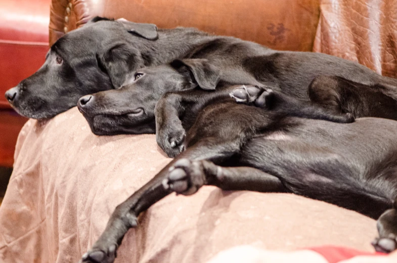 two black dogs sleeping together on the bed