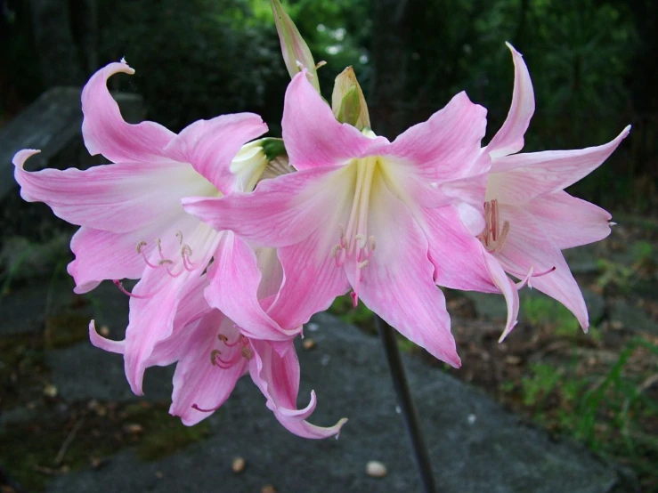 a large pink flower with a white stamen