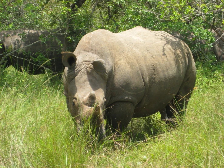 a rhinoceros standing in tall grass surrounded by bushes