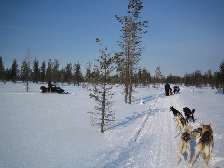 some dogs are pulling the sled and people in it