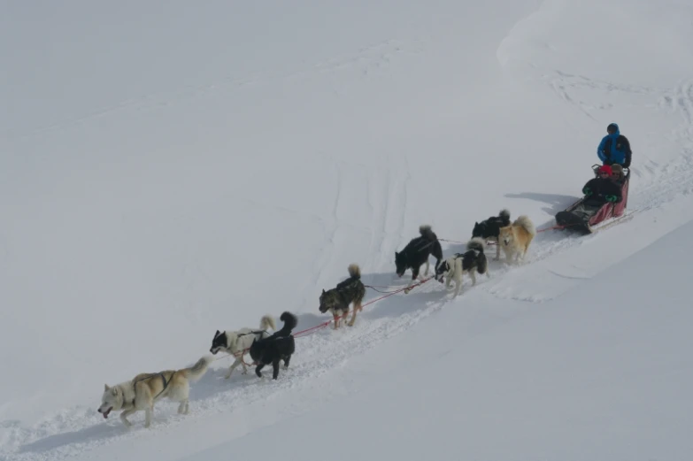 a man rides on a sled pulled by dogs in the snow