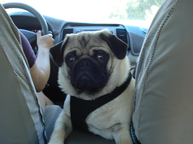 a pug dog sits inside of the passenger seat in a car