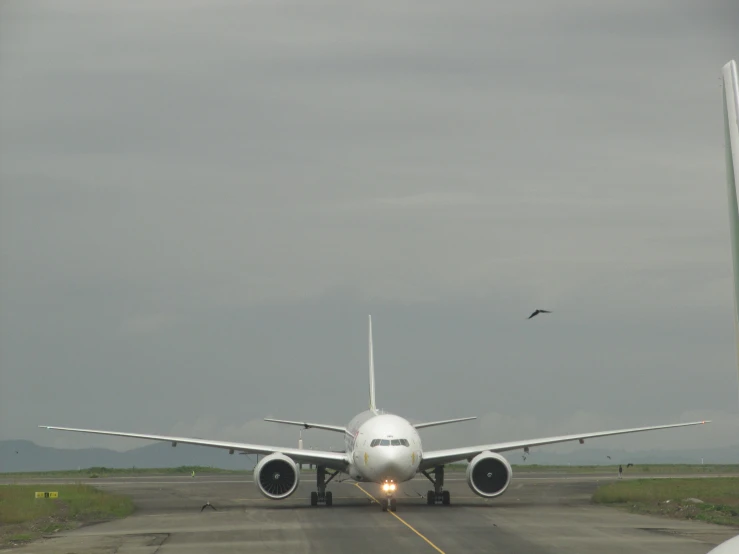 a commercial airplane sits on the tarmac as a bird flies by