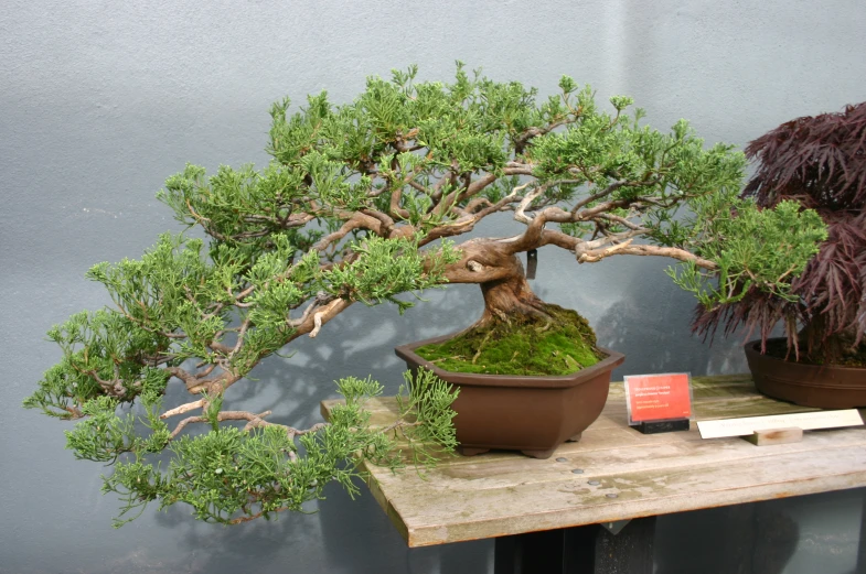 an indoor bonsai garden with a book and two bonsai trees