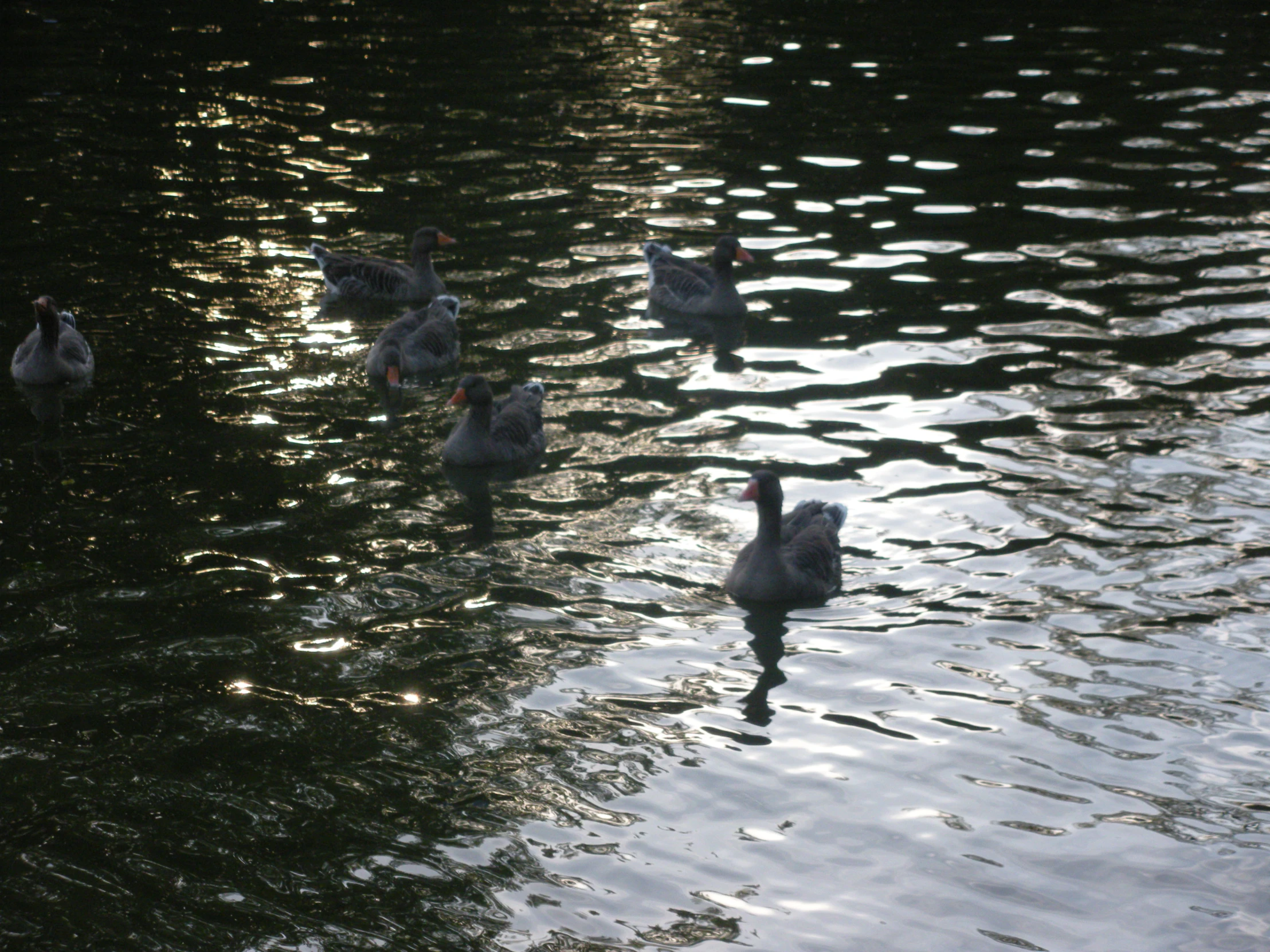 several ducks that are in the water together