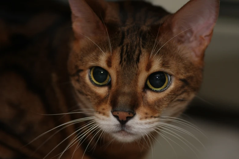 close up po of a striped cat with blue eyes