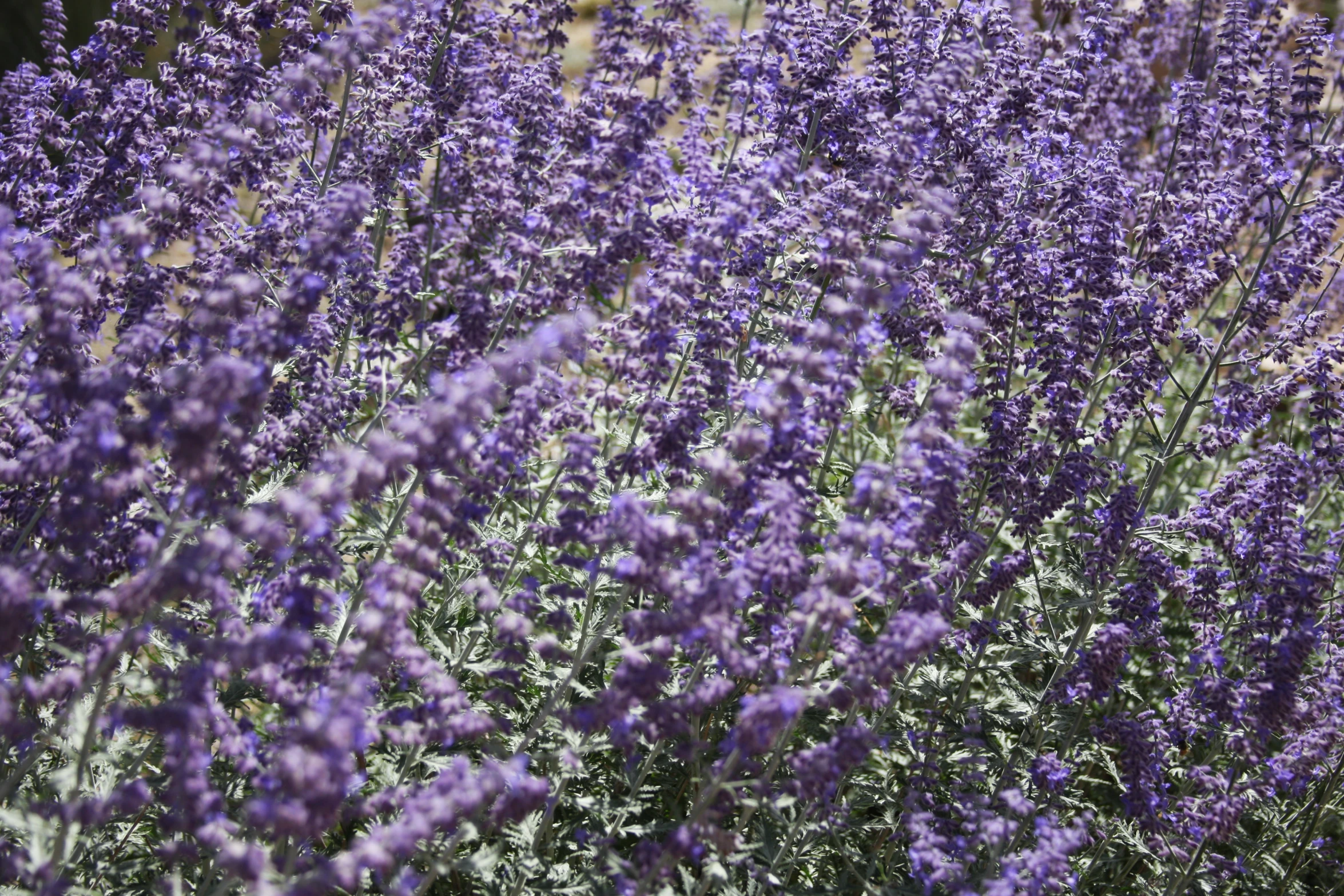 purple flowers growing in the ground near each other