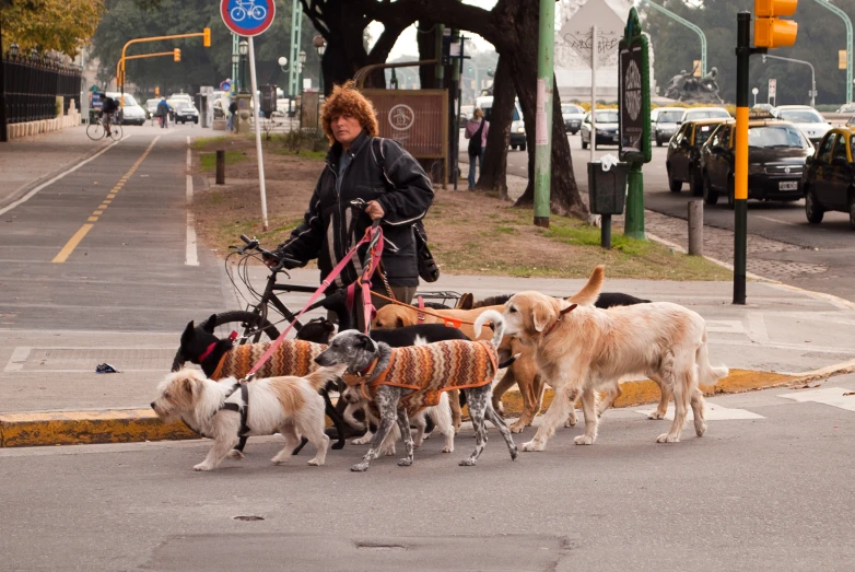 a woman is crossing the street with her herd of dogs