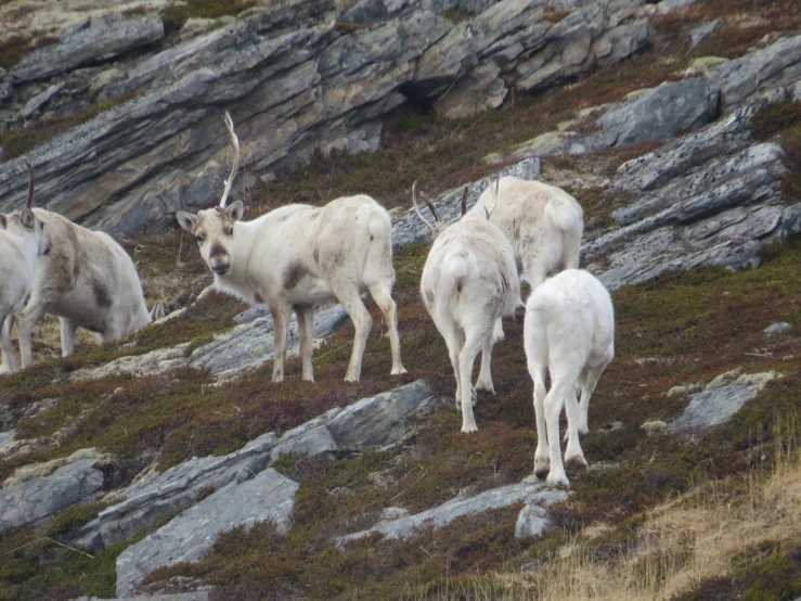 three mountain goats standing on a rocky cliff side