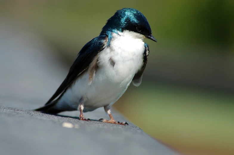 a small blue and white bird sitting on the outside of a building