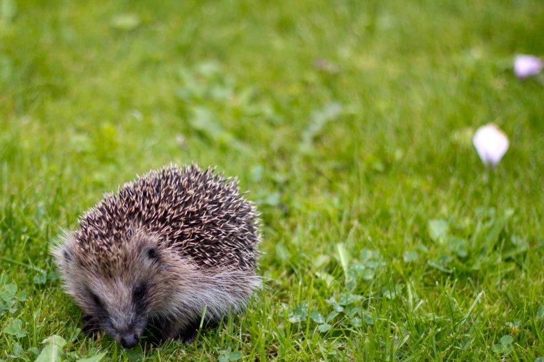 a small hedgehog sitting in the grass near white flowers