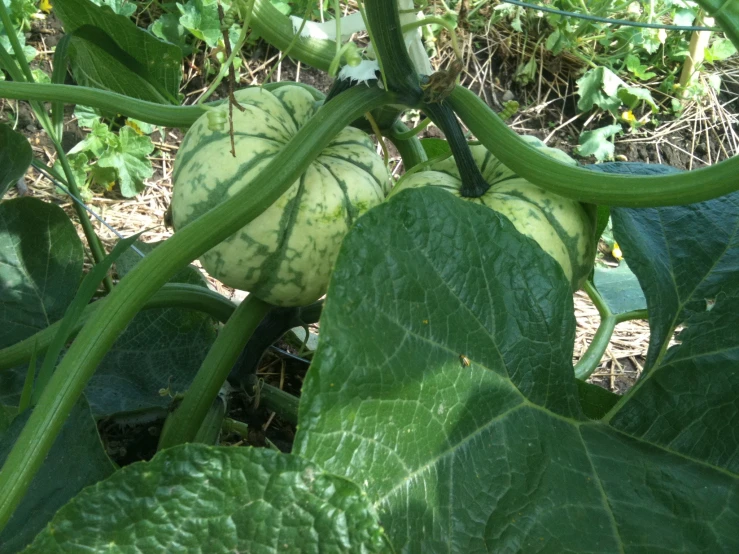 green vegetables are growing on the stems of green beans