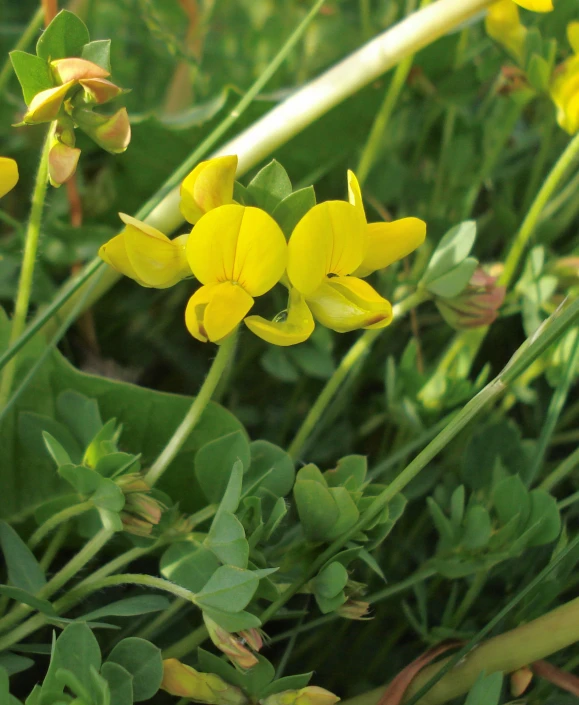small yellow flowers in the green grass
