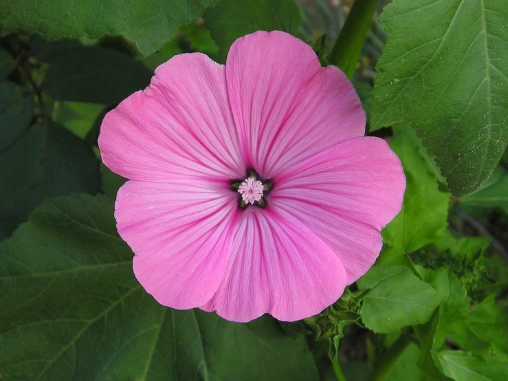 a pink flower surrounded by green leaves