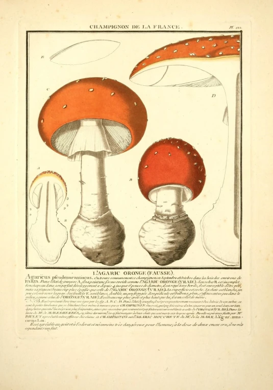 a group of three mushroom's in an antique print