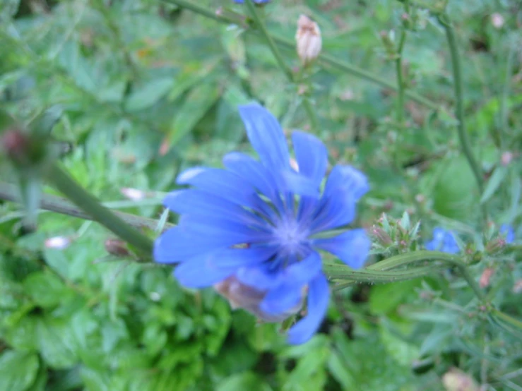 a very large blue flower in the grass