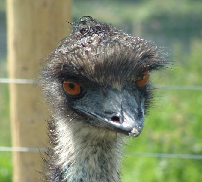 a close up s of an ostrich with a blurry head