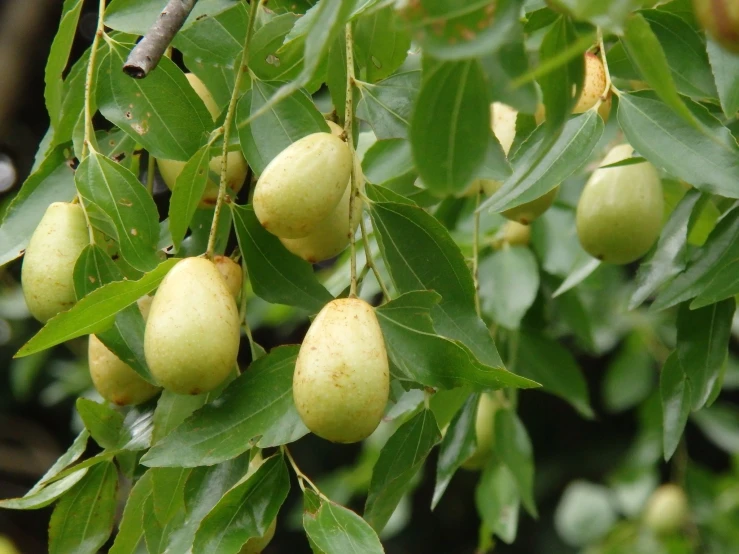 green fruit growing on trees with brown and white fruits