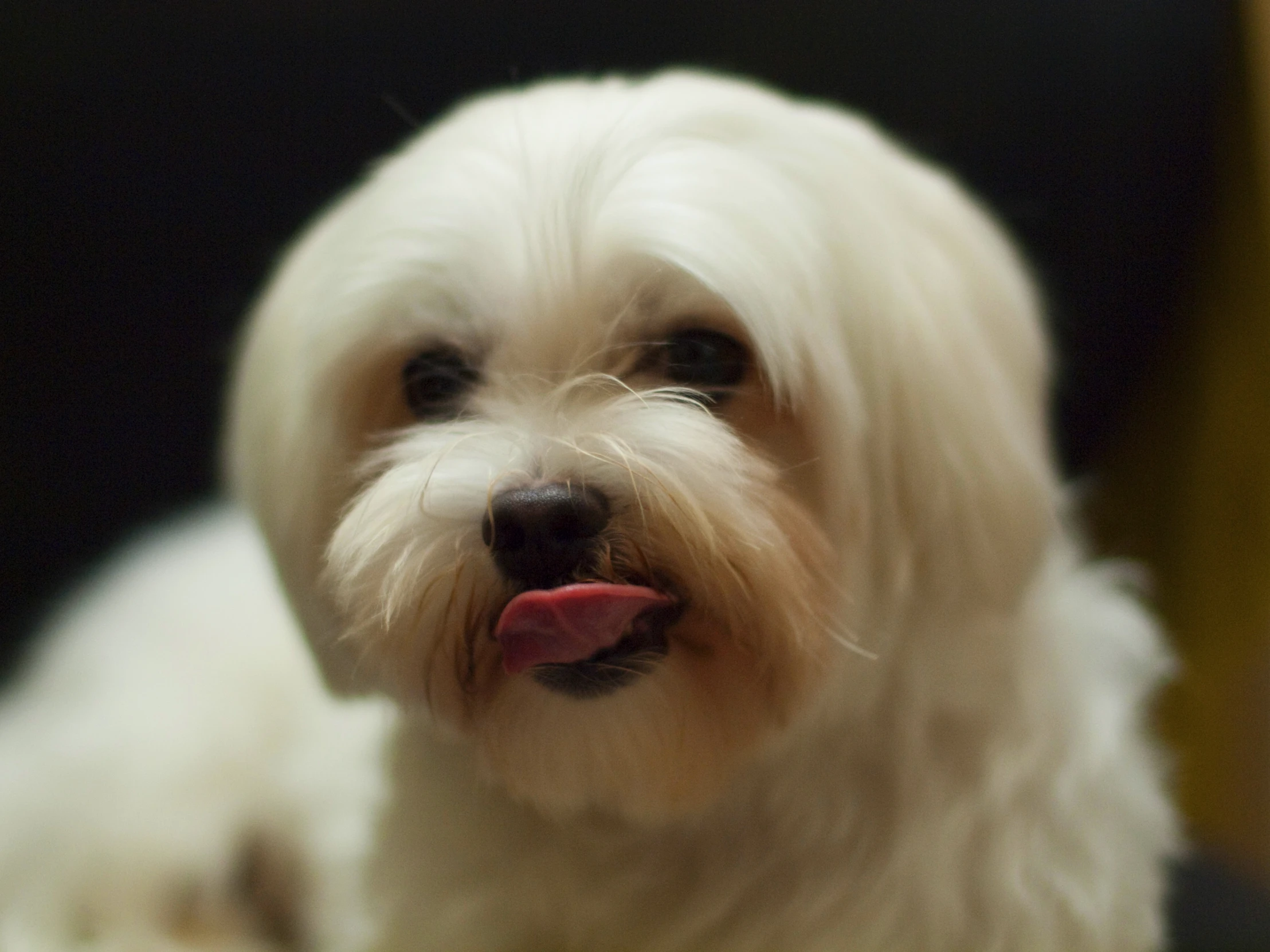 a closeup of a small white dog's face with tongue sticking out