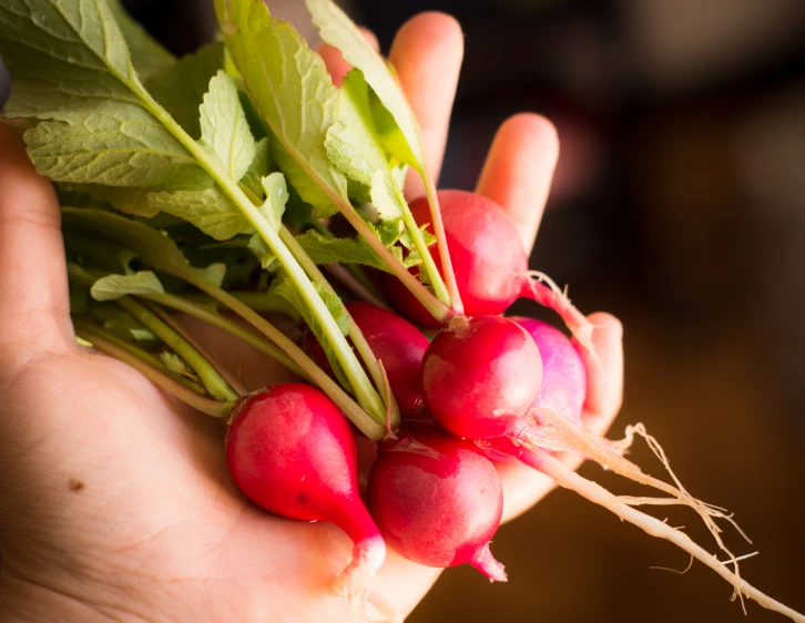 person holding up a bunch of radishes in their hand