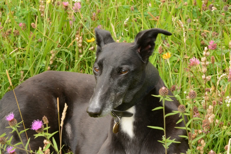 a greyhound dog lying in a field of flowers