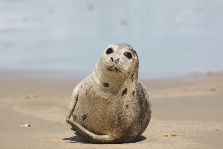 a seal sitting on the sand by the water