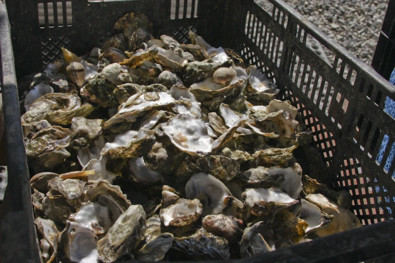 several bunches of oysters inside of a metal container