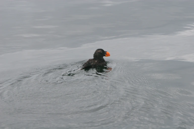 a duck in a river with an orange beak