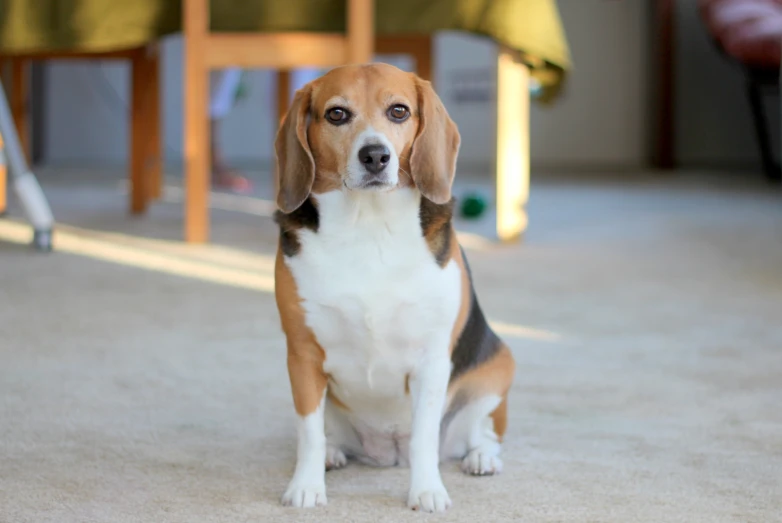 a small dog sits on the floor looking at the camera