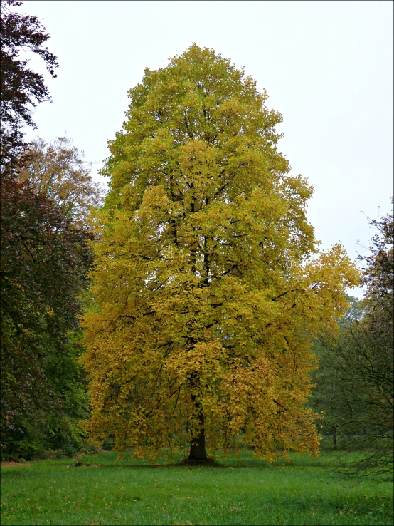 the large tree is growing in the middle of the field