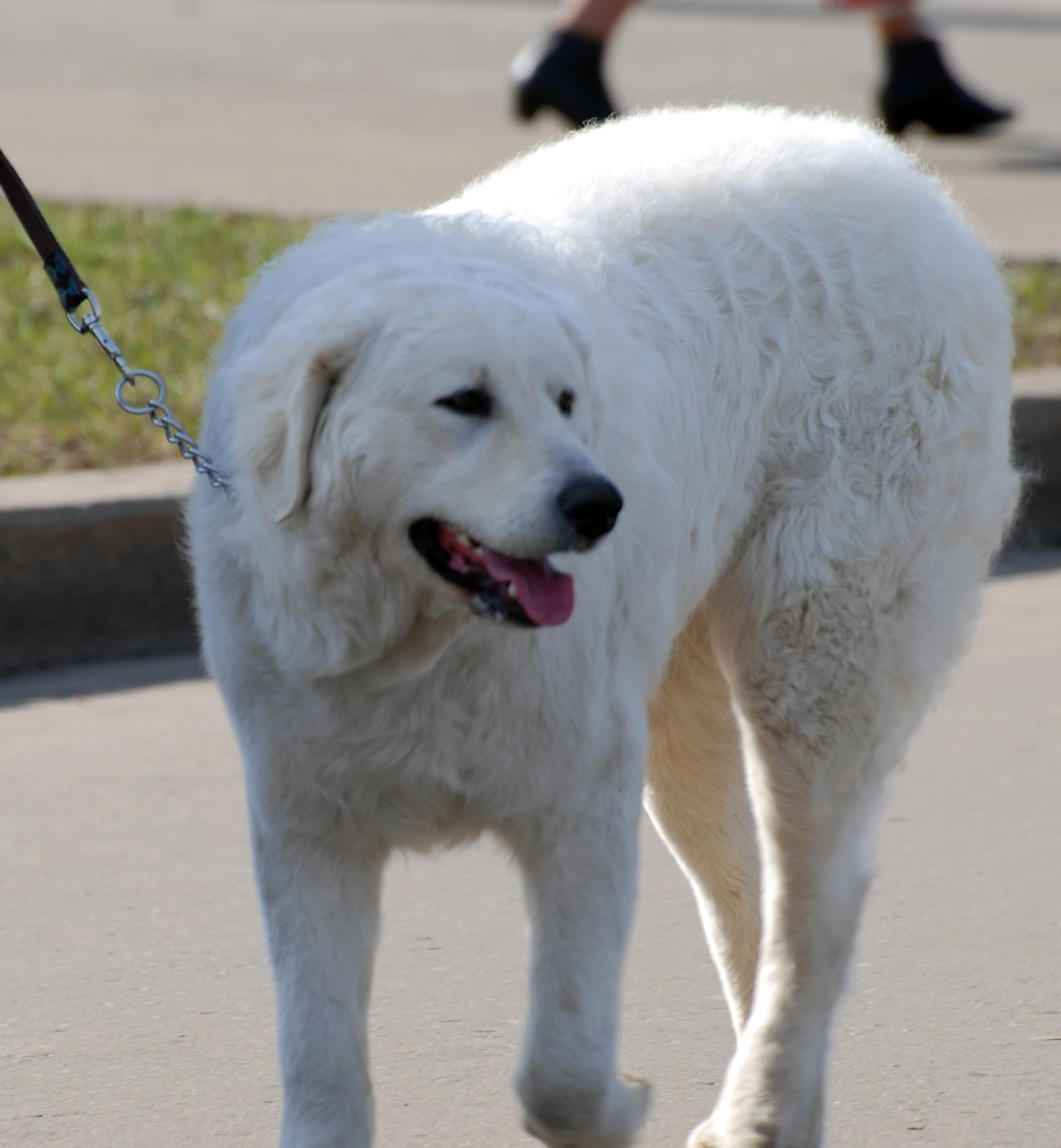a large white dog walks down the street