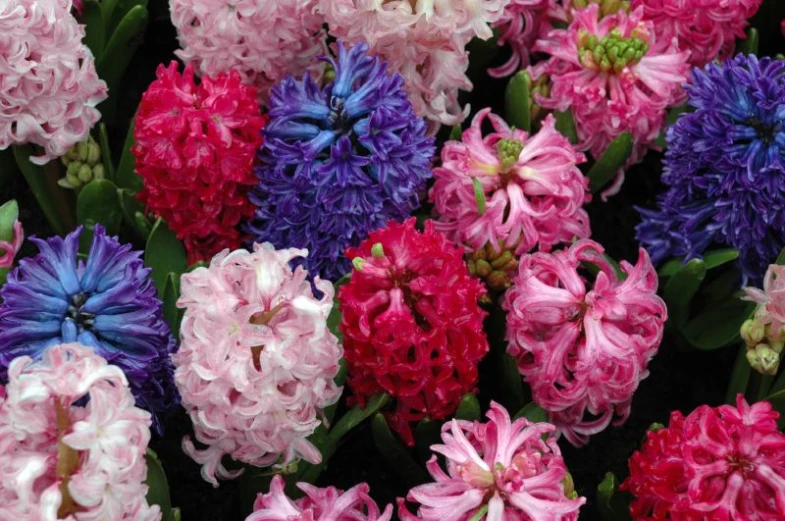 many different colored flowers all together