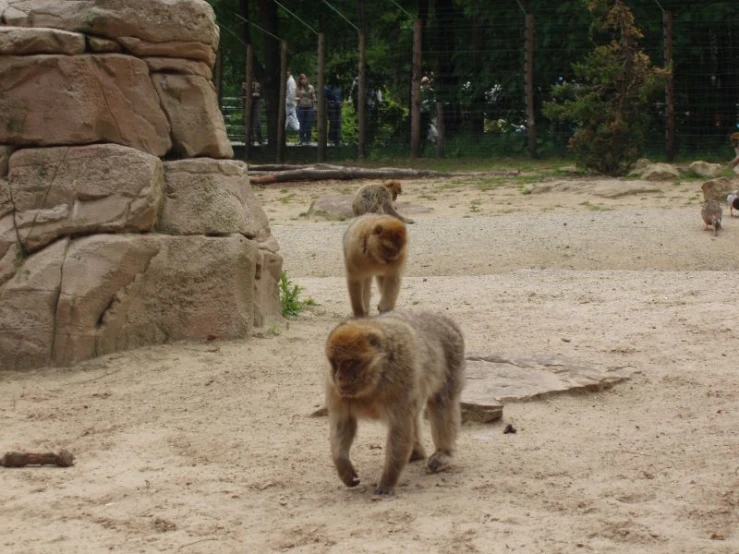 three brown and white animals walking around on the dirt