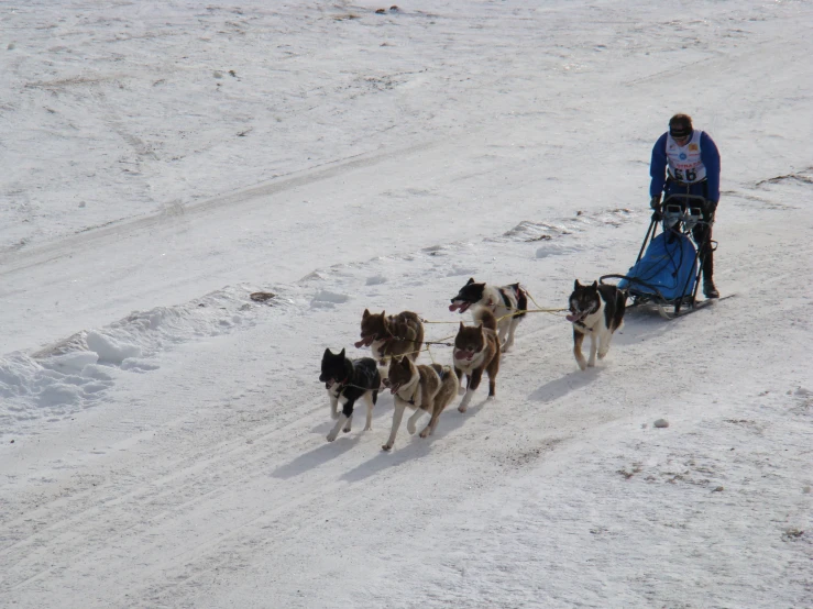 a woman walks her dogs in the snow