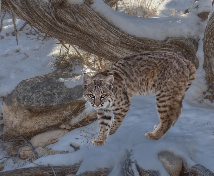 a big cat walking in the snow by some trees