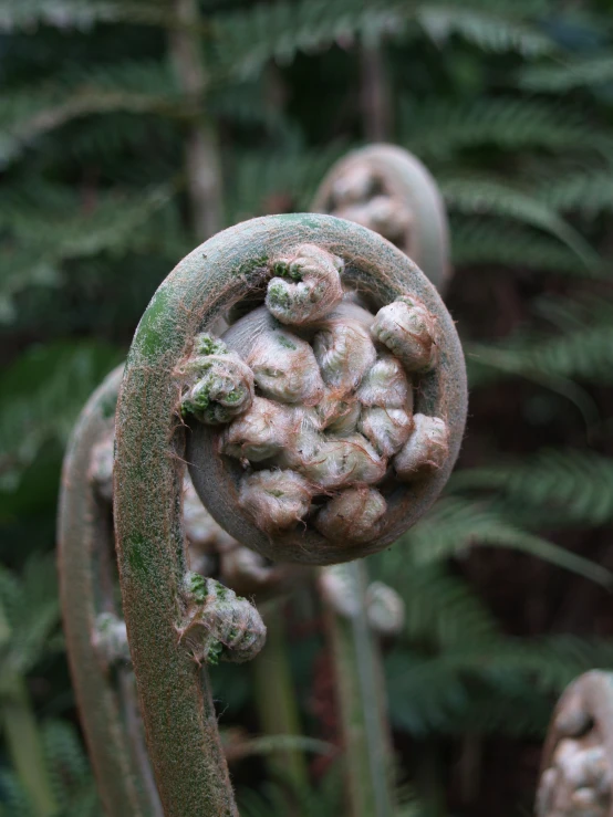 an artic looking item with some leaves behind it