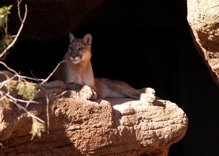 a mountain lion sitting on top of a rock