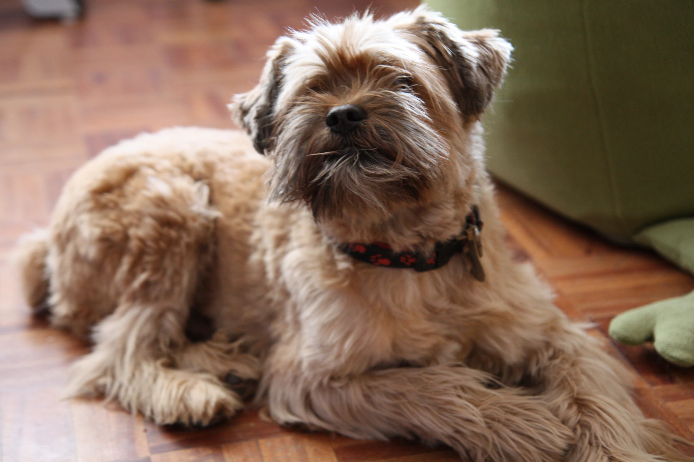 a dog on the floor looking like he is not happy