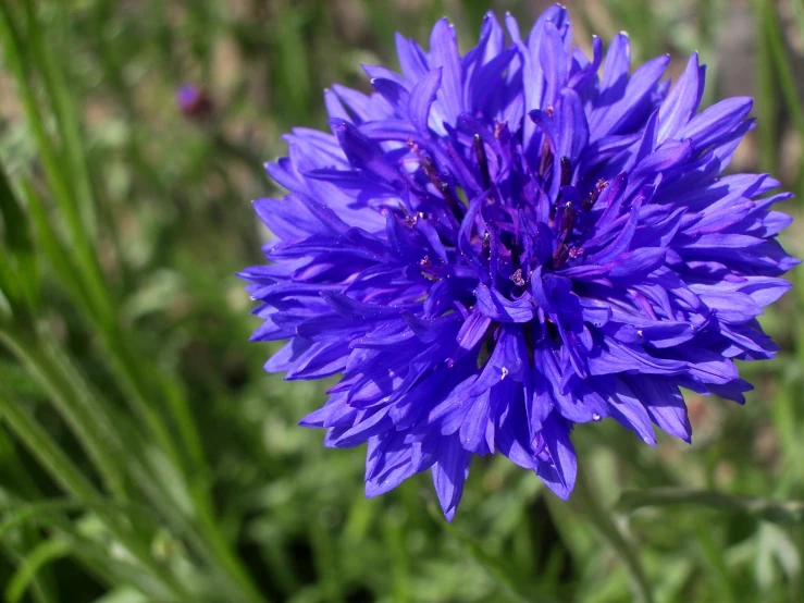 a purple flower with water droplets on it