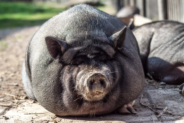 two gray pig standing on top of dry dirt