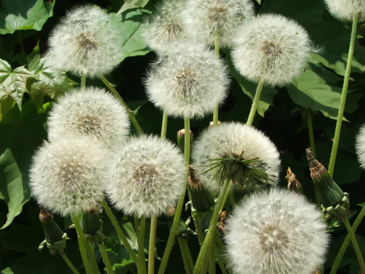 a group of dandelions that are sitting in a flower garden