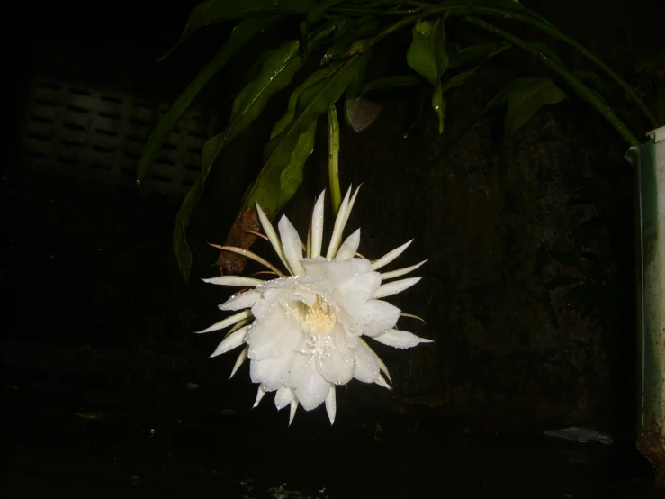 a white flower in front of some leaves