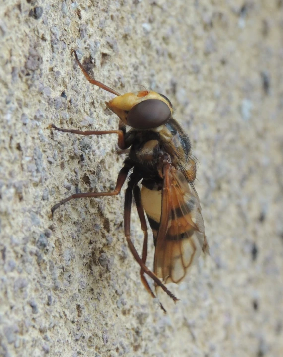 a brown fly standing on top of a concrete floor