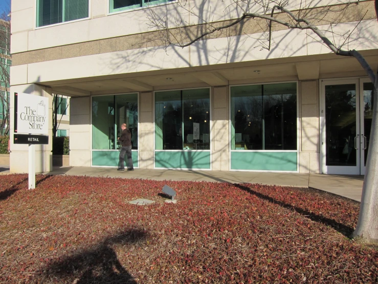 a tree stands outside of a windowed building