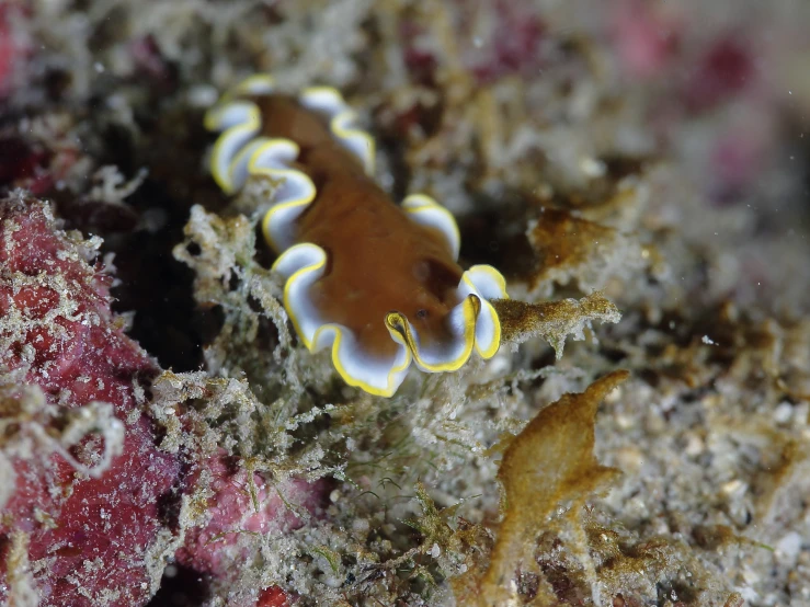 this sea slug is probably looking for soing to eat