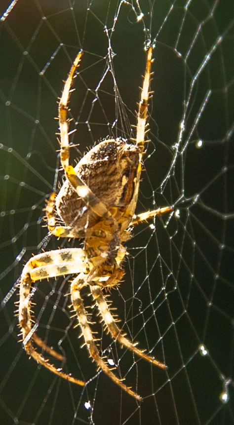 a brown and yellow spider sitting on its web