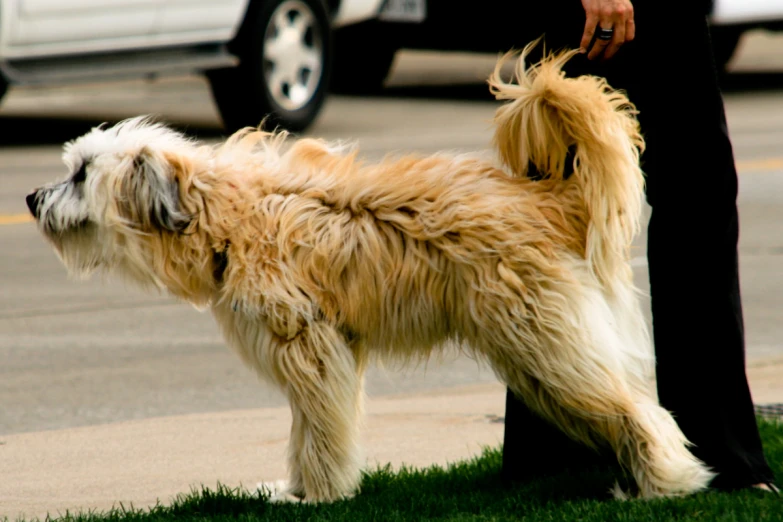 the dog is standing on the grass in front of the woman